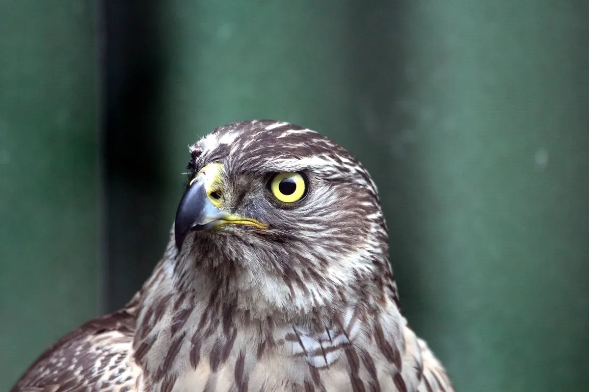 Greifvogel im Schutzgebiet