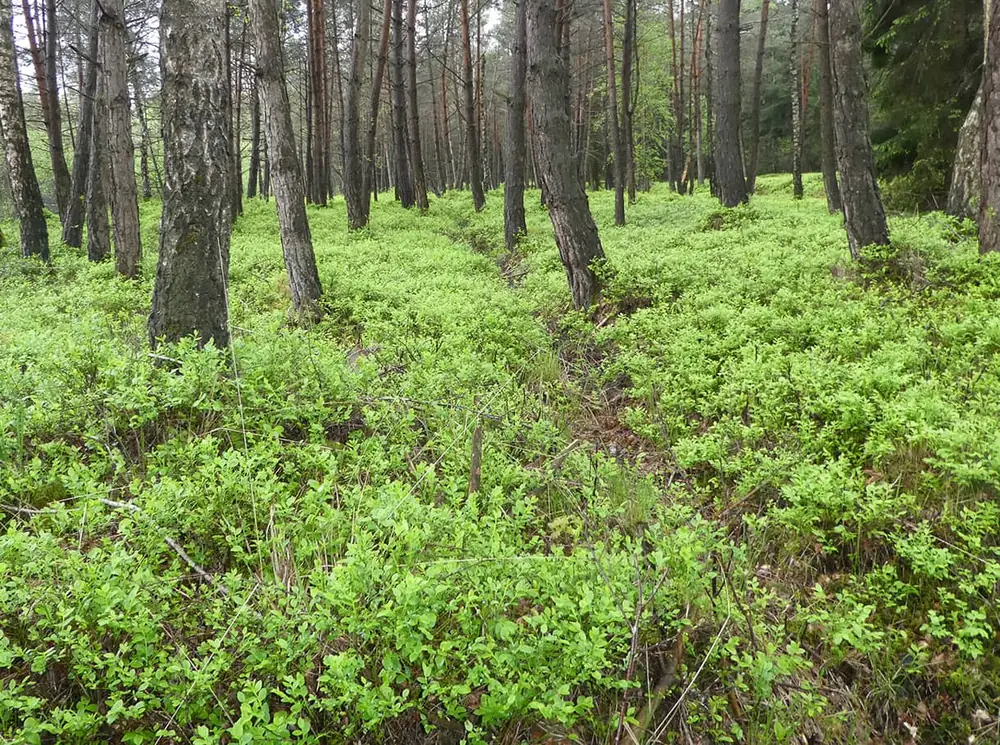 Torfmoospolster im Bürmooser Moor