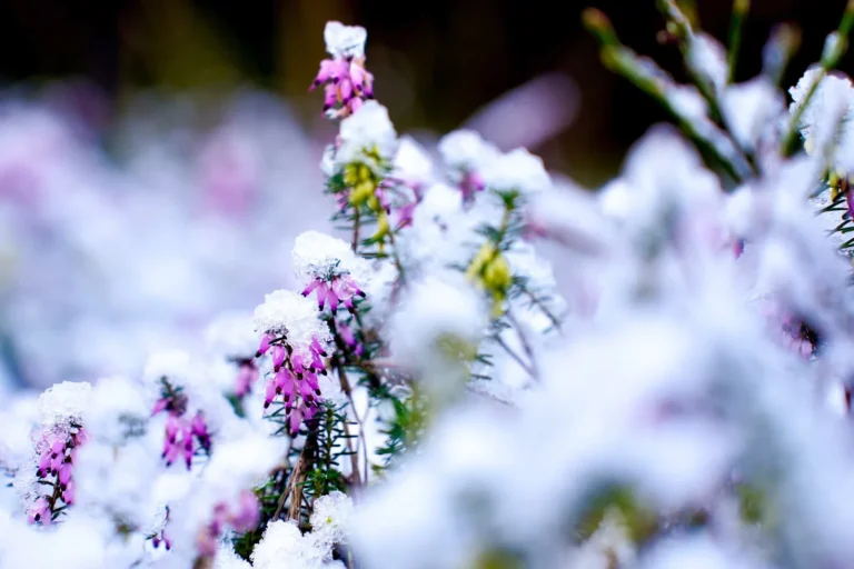 Frost über der Heide