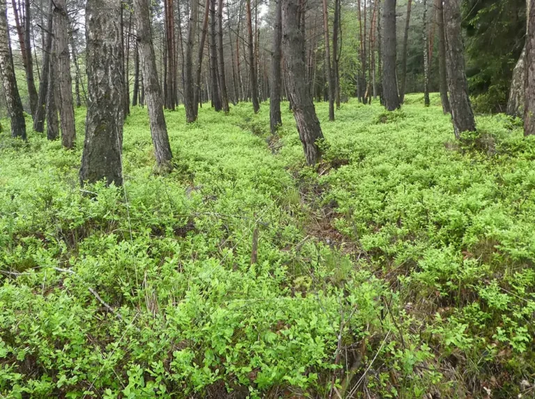 Torfmoos aus der Nähe