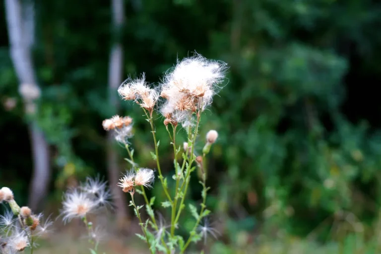 Wollgras im Frühsommer